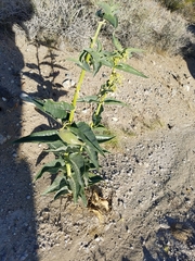Asclepias erosa
