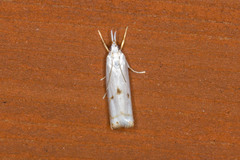 Microcrambus biguttellus