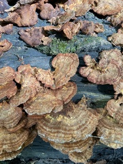 Mensularia radiata