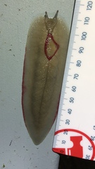 Triboniophorus graeffei