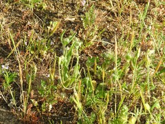 Trifolium cherleri