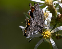 Polygonia gracilis
