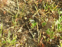 Biserrula pelecinus