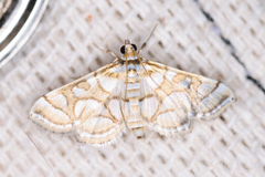 Pseudopyrausta santatalis