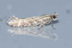 Gelechiidae