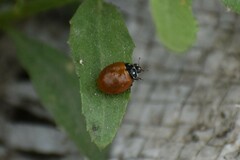 Cycloneda sanguinea