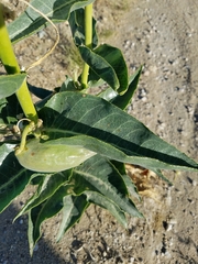 Asclepias erosa