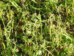 Trifolium cherleri
