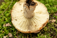 Russula dissimulans