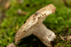 Russula dissimulans