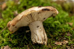 Russula dissimulans