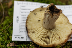 Russula dissimulans