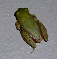 Hyperolius marmoratus