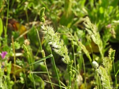 Dactylis glomerata hispanica