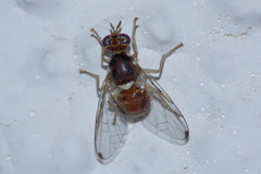 Bactrocera oleae
