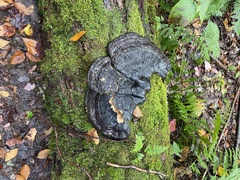 Phellinus nigricans
