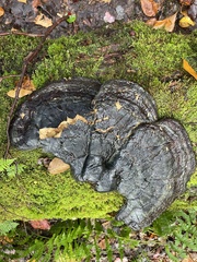 Phellinus nigricans