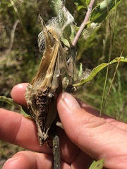 Asclepias viridiflora