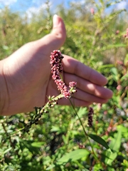 Persicaria extremiorientalis