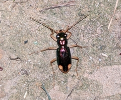 Tetracha carolina