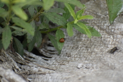 Cycloneda sanguinea