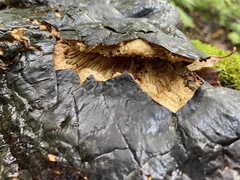 Phellinus nigricans