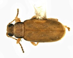 Systena marginalis