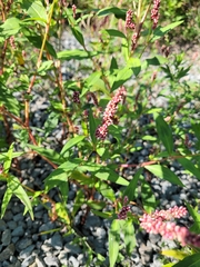 Persicaria extremiorientalis