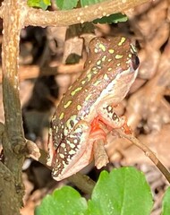 Hyperolius marmoratus