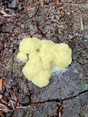 Didymium mucilago
