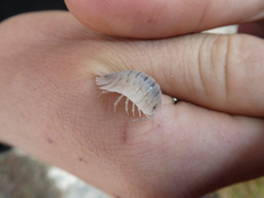 Porcellio spatulatus