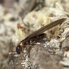 Kalotermes flavicollis