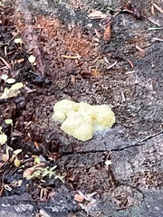 Didymium mucilago