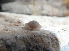 Porcellio spatulatus
