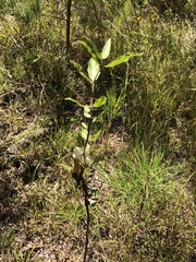 Asclepias viridiflora