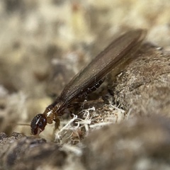 Kalotermes flavicollis