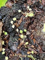 Didymium mucilago