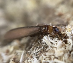 Kalotermes flavicollis