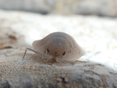 Porcellio spatulatus