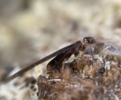 Kalotermes flavicollis