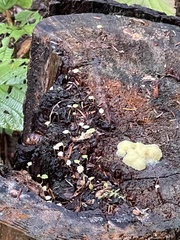 Didymium mucilago