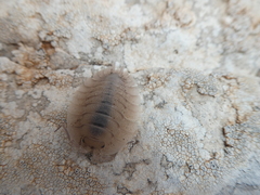 Porcellio spatulatus