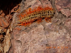 Grevillea pteridifolia
