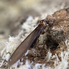 Kalotermes flavicollis