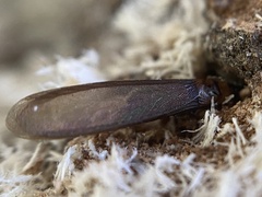 Kalotermes flavicollis