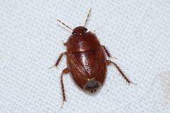 Macroscytus brunneus