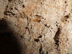 Synocheta