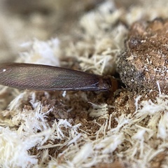 Kalotermes flavicollis