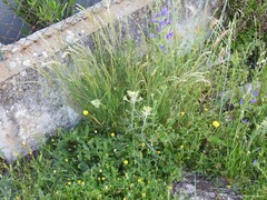 Echium vulgare