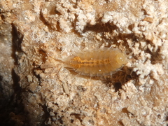 Synocheta